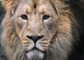 Male Lion Portrait - Face Close Up With Eye Contact Royalty Free Stock Photo