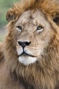 Male Lion portrait in the Masai Mara, Kenya Royalty Free Stock Photo