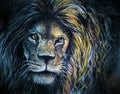 Male lion portrait pastel and charcoal art