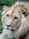 Male lion portrait Royalty Free Stock Photo