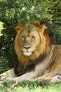 Male Lion Portriat