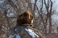 Male Lion in Profile, Resting on Rocks