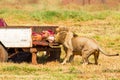 A male lion pulling a carcass off the back of a pick up truck