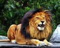 A male lion pulling teeth