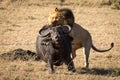 Male lion pulls down buffalo from behind Royalty Free Stock Photo