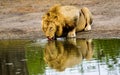 Male Lion and reflection drinking at a waterhole