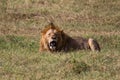 A male lion relaxing