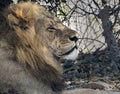 Male lion at rest close up of head Royalty Free Stock Photo