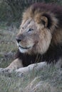 Male lion at rest Royalty Free Stock Photo