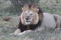 Male lion resting after eating Royalty Free Stock Photo