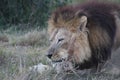 Male lion resting after feeding Royalty Free Stock Photo