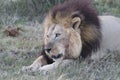 Male lion resting after feeding