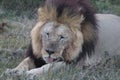 Male lion resting after feeding