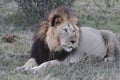 Male lion resting after feeding Royalty Free Stock Photo