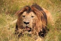 Male Lion Resting in the Grass