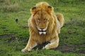 Male lion resting in green grass, Ngorogoro Crater