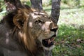 A male lion resting in the heat of the day in Tanzania Royalty Free Stock Photo