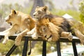 Male Lion resting with his two Lioness mates or wives. Royalty Free Stock Photo