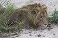 Male Lion Resting at river bank Royalty Free Stock Photo