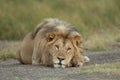 Male Lion resting in the Serengeti National Park, Tanzania Royalty Free Stock Photo