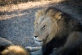 Male lion Royalty Free Stock Photo