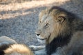 Male lion Royalty Free Stock Photo