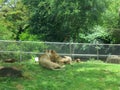 Male Lion rests with cubs as they snuggle and female lion watches over