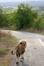 Male lion on the road Royalty Free Stock Photo