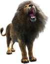Male Lion Roar, Roaring, Isolated, Wildlife
