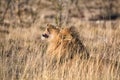 Male lion roaring at etosha national park Royalty Free Stock Photo