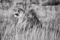 Male lion roaring at etosha national park Royalty Free Stock Photo