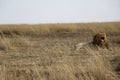 Male Lion roaring in maasai mara Royalty Free Stock Photo