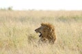 Male lion roars in the grassland