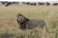 Male lion roars