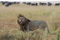 Male lion roars Royalty Free Stock Photo