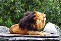 A male lion roars Royalty Free Stock Photo