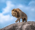 Male lion on rocky outcrop, Serengeti, Tanzania, Africa Royalty Free Stock Photo