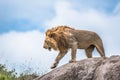 Male lion on rocky outcrop, Serengeti, Tanzania, Africa Royalty Free Stock Photo