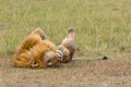 Male Lion Rolling On Back Royalty Free Stock Photo