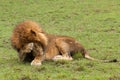 A male lion rubbing his eyes
