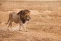 Male Lion, in Savanna of Ngorongoro Crater, Tanzania, Royalty Free Stock Photo