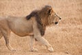 Male Lion, in Savanna of Ngorongoro Crater, Tanzania, Royalty Free Stock Photo