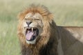 Male lion on savannah, flehming Royalty Free Stock Photo