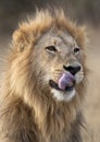 Male Lion in Savuti in Botswana Royalty Free Stock Photo