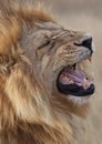 Male Lion in Savuti in Botswana Royalty Free Stock Photo