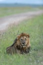 Male Lion seating next to Safari Trail at Masai Mara Game Reserve,Kenya, Royalty Free Stock Photo