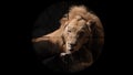 Male Lion Seen in Gun Rifle Scope. Wildlife Hunting. Poaching Endangered, Vulnerable, and Threatened Animals