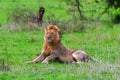Male lion in Serengeti Plain