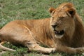 Male Lion - Serengeti Safari, Tanzania, Africa Royalty Free Stock Photo