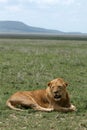 Male Lion - Serengeti Safari, Tanzania, Africa Royalty Free Stock Photo